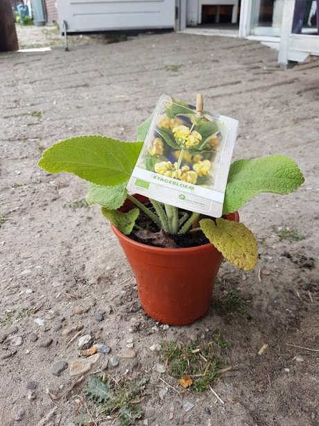 Plantje: etagebloem op=op