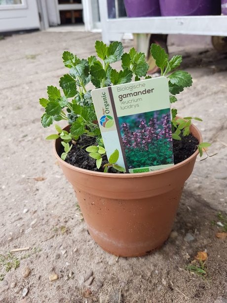 Plantje: gamander op=op