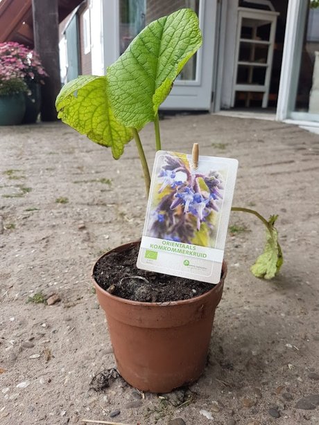 Plantje: oriëntaals komkommerkruid op=op