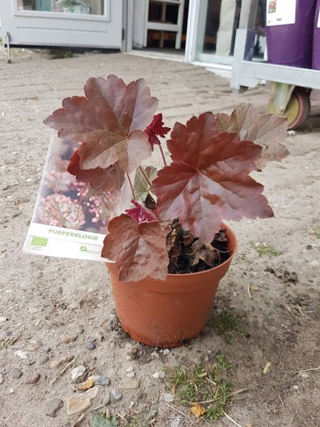 Plantje: purperklokje op=op