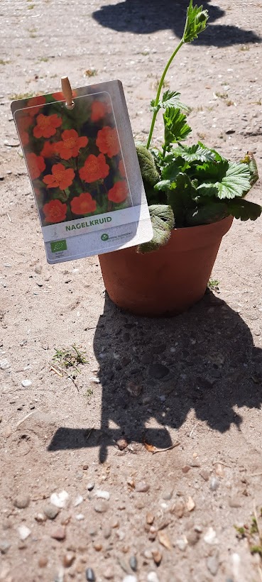 Plantje: nagelkruid op=op