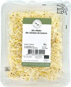 Kiem Alfalfa