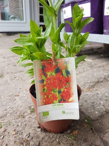 Plantje: Lychnis op=op