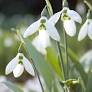 Bloembollen Galanthus elwesii op=op