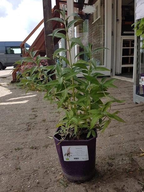 Plant: vlinderstruik op=op