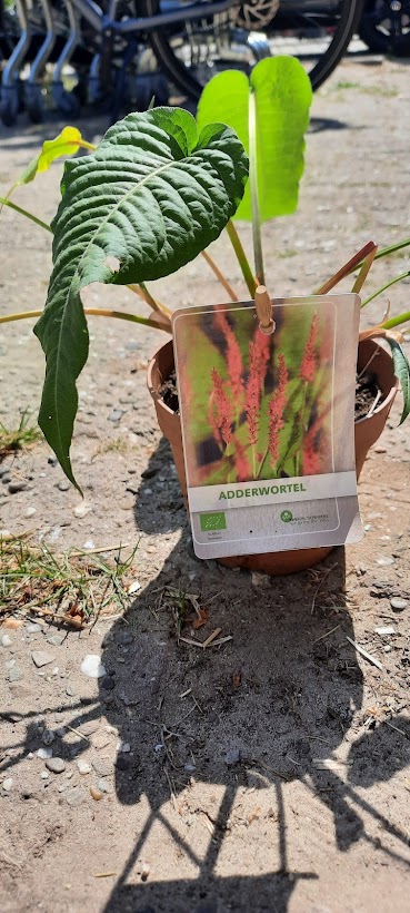 Plantje: adderwortel op=op