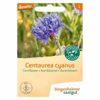 Korenbloem centaurea cyanus