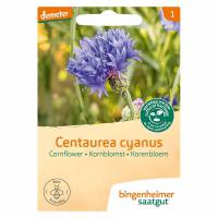 Korenbloem centaurea cyanus