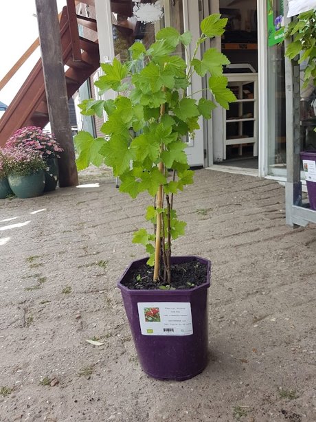 Plant: rode bes op=op