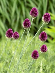 Bloembollen Allium Sphaerocephalon