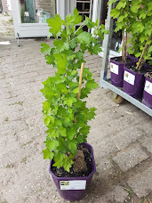 Plant: kruisbes op=op
