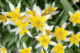 Bloembollen Tulipa Tarda