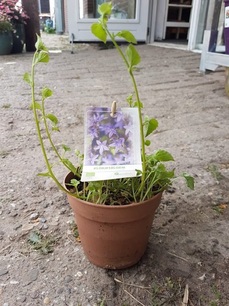 Plantje: klokjesbloem op=op