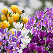 Bloembollen Krokus mix