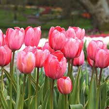 Bloembollen Tulipa Design Impression