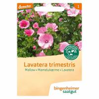 Lavatera trimestris