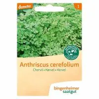 Kervel Anthriscus cerefolium