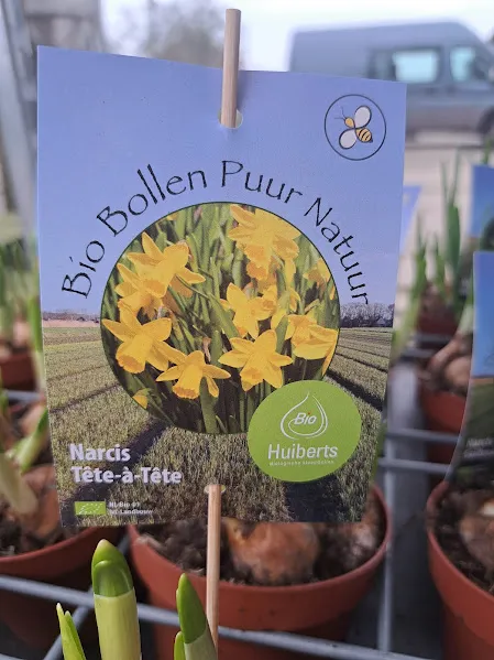 Narcis Tête-a-Tête op pot