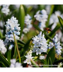 Bloembollen Pushkinia Libanotica op=op