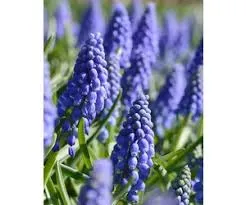 Bloembollen Muscari Armeriacum op=op