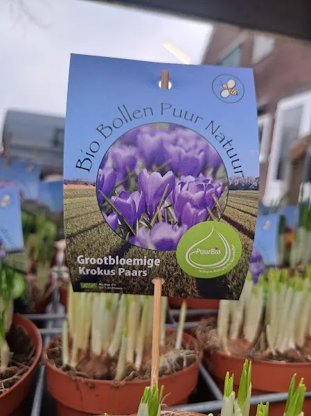 Krokus grootbloemig paars op pot