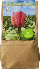 Bloembollen Tulipa 'Design Impression'