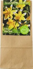Bloembollen Tulipa tarda