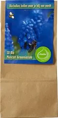 Bloembollen Muscari armeniacum