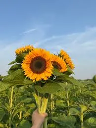 Zonnebloemen per bos