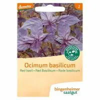 Basilicum rood