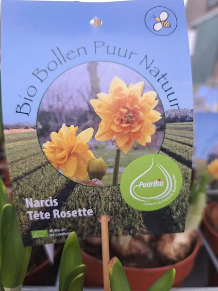 Narcis Tête Rosette op pot