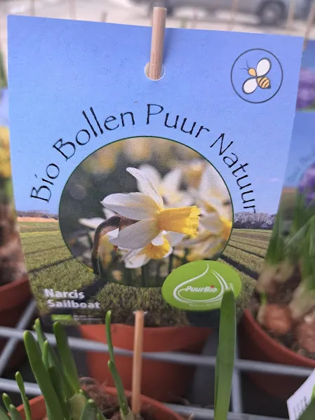 Narcis sailboat op pot