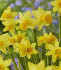 Bloembollen Narcissus Tête-à-Tête op=op